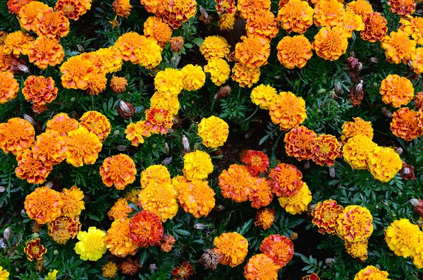 Yellow and red flowers — Stock Photo, Image