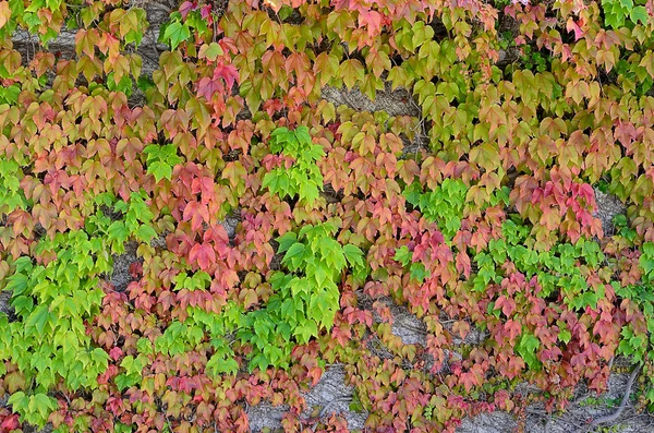 Sarmaşık yaprakları — Stok fotoğraf