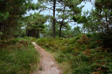 çam ağaçları ve Eğrelti otu