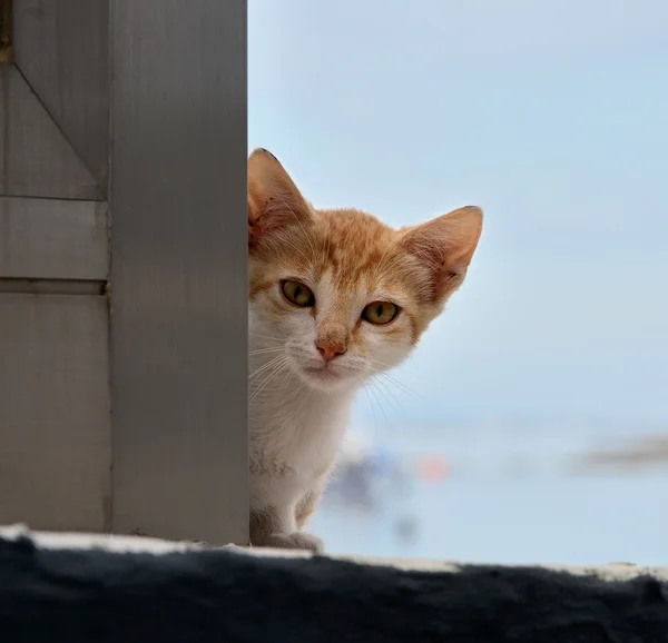 Bebek kedi seyir — Stok fotoğraf