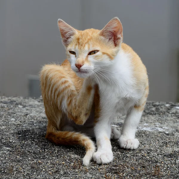 Katt skraping – stockfoto