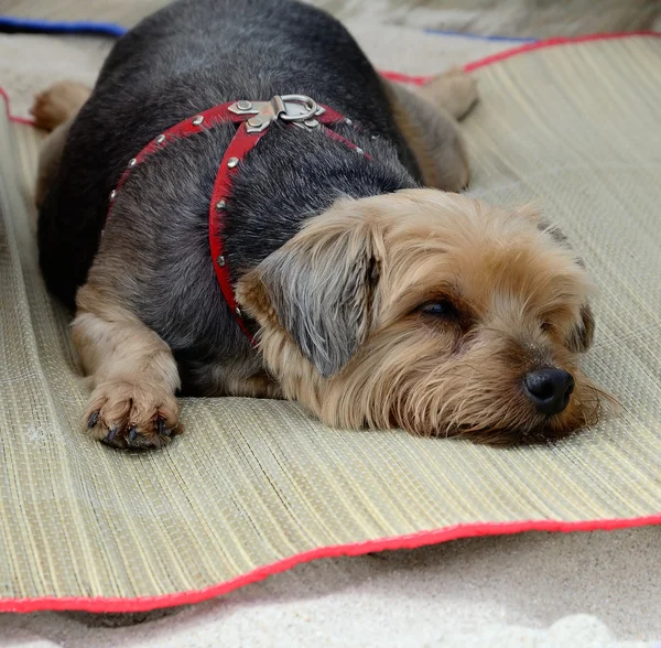 Yorkshire terrier mentindo — Fotografia de Stock