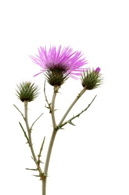 Thistle çiçek