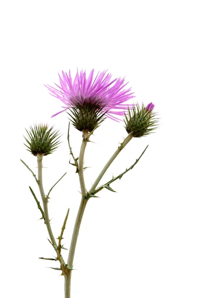 Thistle çiçek