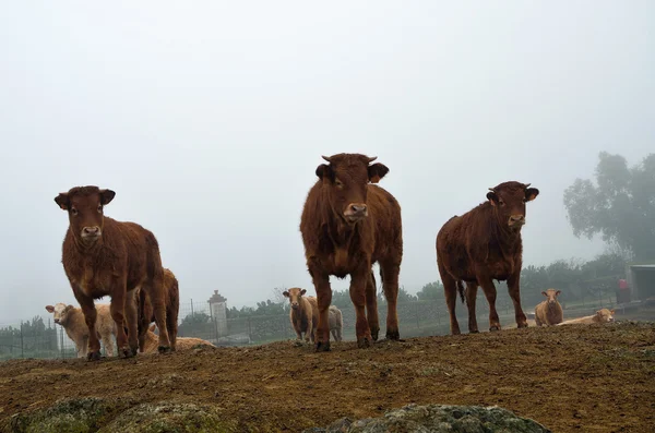 Calves looking — Stock Photo, Image