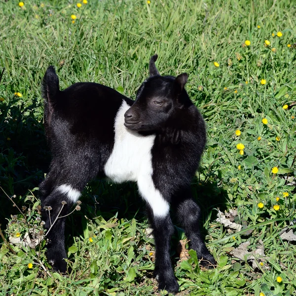 Svarta och vita kid — Stockfoto