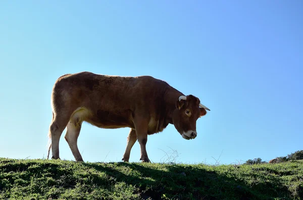 Brown cow — Zdjęcie stockowe