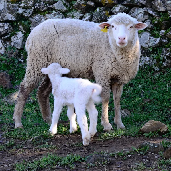 Kuzu ve koyun - kare