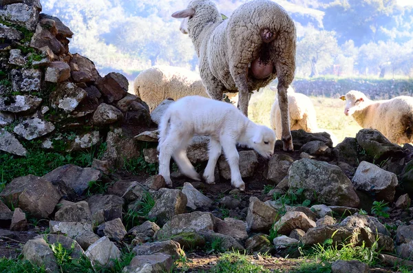 Får och lamm — Stockfoto