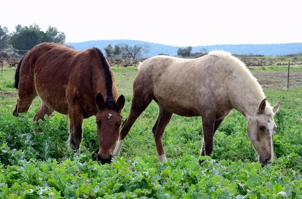 Iki at otlatma — Stok fotoğraf