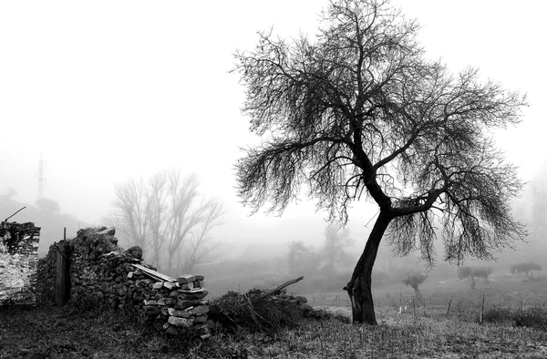 Tree and building in the fog - black and white — Stock Photo, Image