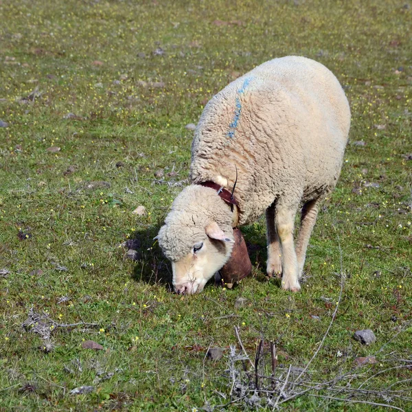 Ovelha pastando - quadrado — Fotografia de Stock