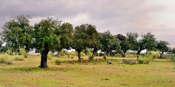 Landscape with holm oaks trees (panoramic view) — Stock Photo, Image