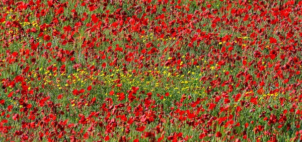 Landscape with poppies and yellow flowers (panoramic view) — Stock Photo, Image