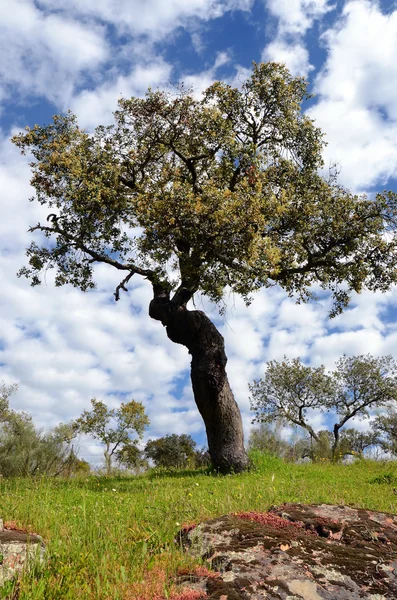 Landschap met Steeneik boom — Stockfoto