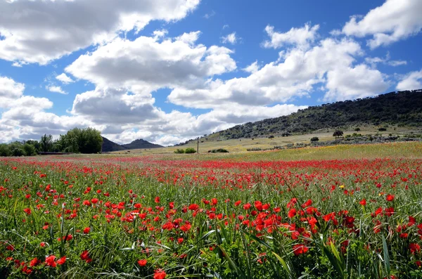 Landscape with poppies - horizontal — Stock Photo, Image