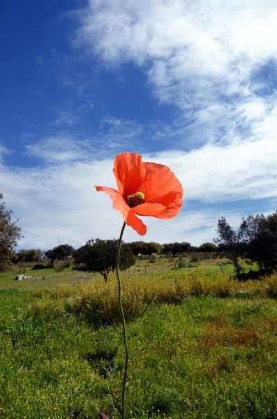 Landscape with poppy — Stock Photo, Image