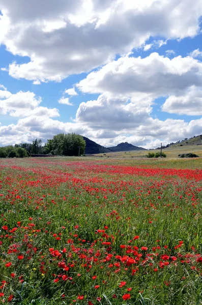 Landscape with poppies - vertical — Stock Photo, Image