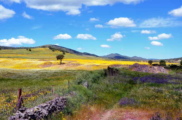 Landscape with yellow and purple flowers — Stock Photo, Image