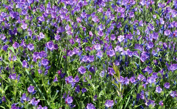Квіти Viper магістра Bugloss (Синяк звичайний) Стокова Картинка