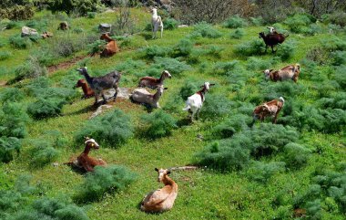 köpek ve keçi sürüsü