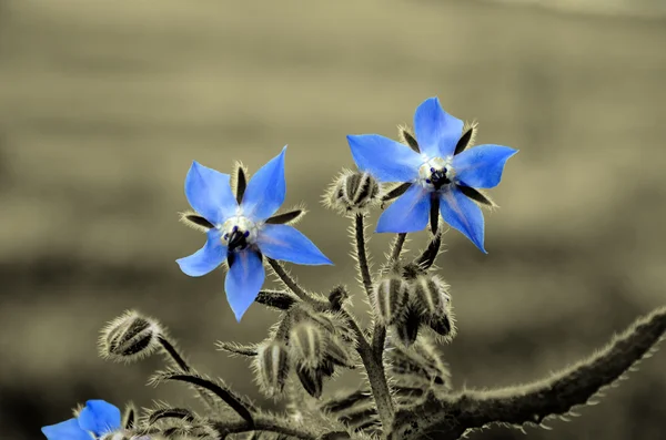 Borage flowers on sepia background — Stock Photo, Image