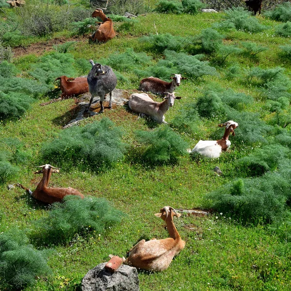 Goats lying - square — Stock Photo, Image