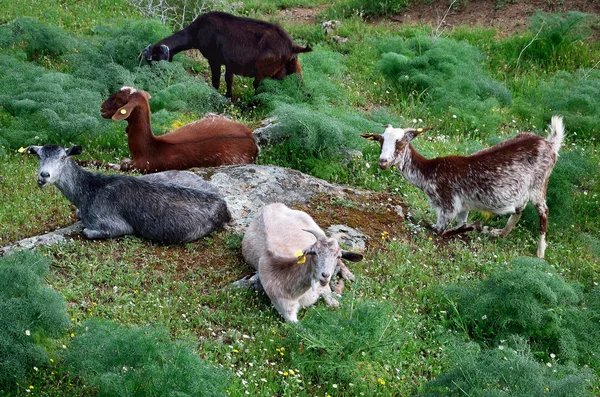 Herd of goats - horizontal — Stock Photo, Image