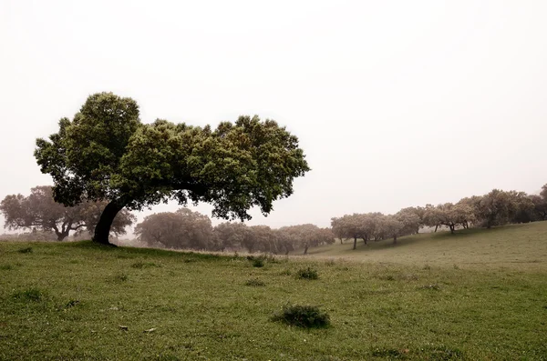 Holm oaks trees — Stock Photo, Image