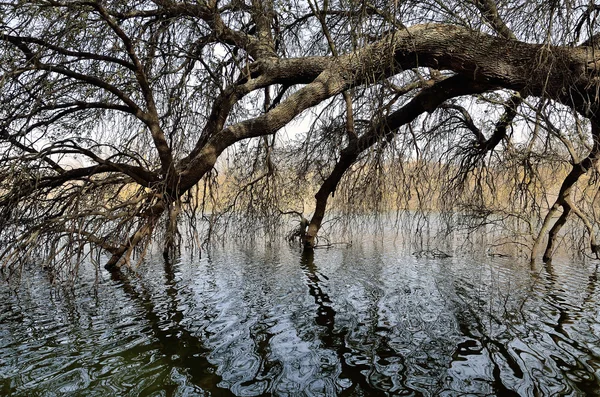 Ramas de árboles secos y reflejos en el agua —  Fotos de Stock