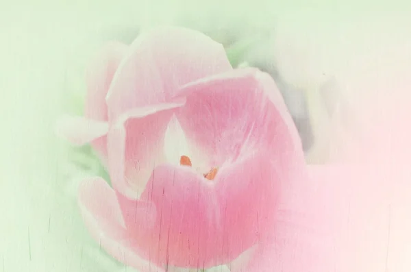 Tulip in grunge retro style for background — Stock Photo, Image