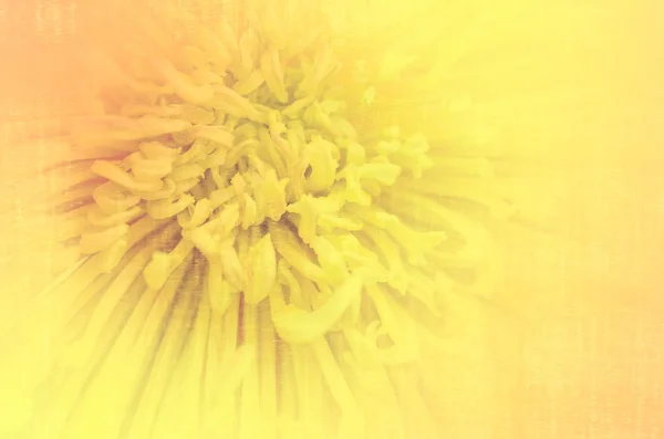 Chrysanthemum flower soft background — Stock Photo, Image