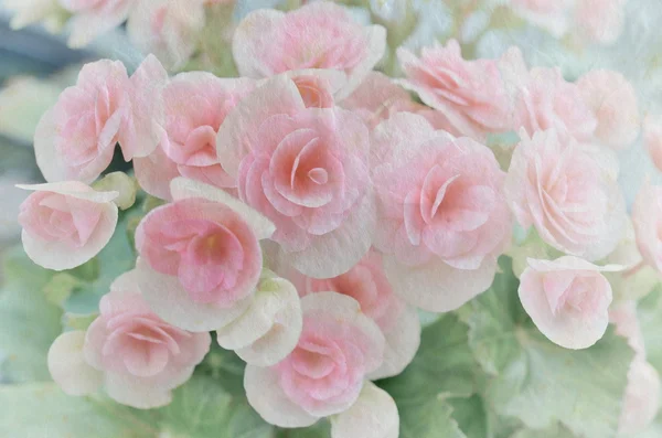 Floral rosa na textura de papel para fundo — Fotografia de Stock