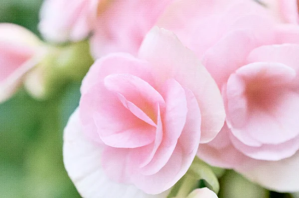 Rosa Blumen auf Leinwand Textur für Hintergrund — Stockfoto