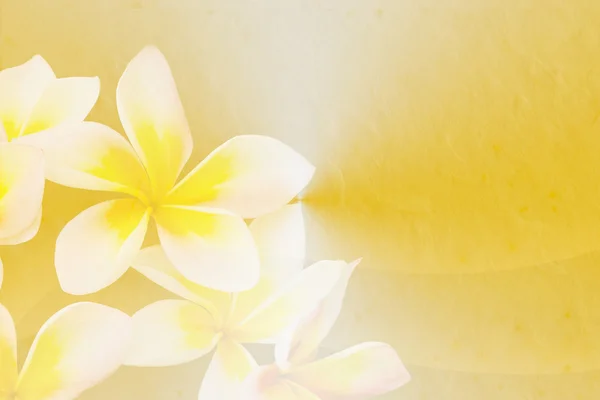 Plumeria in soft and blur style on paper texture background — Stock Photo, Image