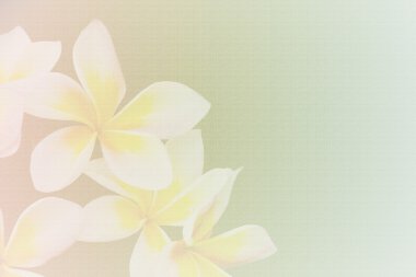 Plumeria kağıt doku arka plan bulanıklık