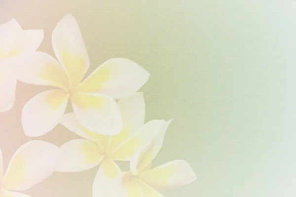 Plumeria blur op papier textuur achtergrond — Stockfoto