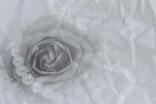 Rose flower black and white background — Stock Photo, Image