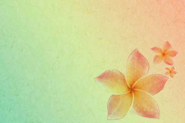 Plumeria sur fond de texture de papier — Photo