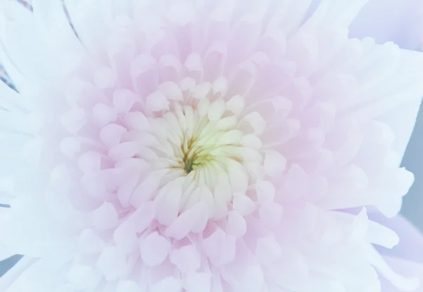 Blumen im weichen Stil für Hintergrund — Stockfoto