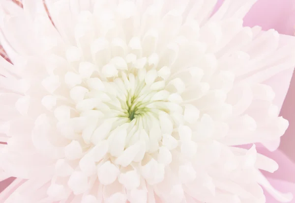 Flor de crisantemo en estilo suave — Foto de Stock