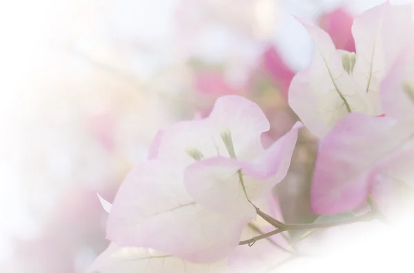 Flowers in soft style for background — Stock Photo, Image