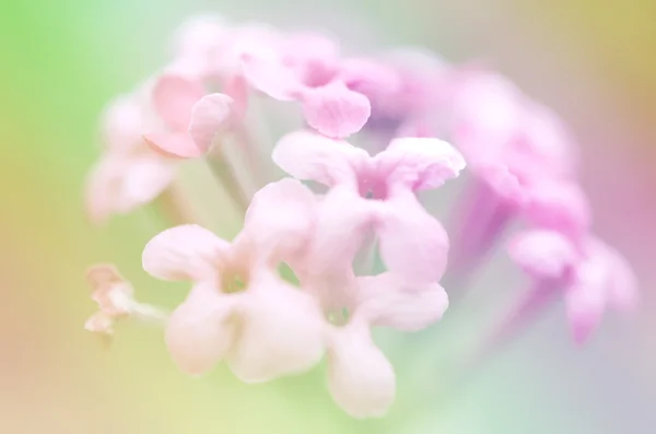 Flor rosa en estilo suave para el fondo — Foto de Stock