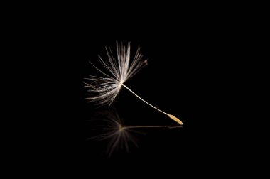 Dandelion flower pappus with dandelion seed macro close up isolated on the black background clipart