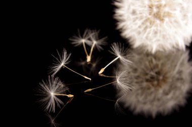 Karahindiba çiçeği pappus ve karahindiba tohumu makrosu. Siyah arka planda izole edilmiş.