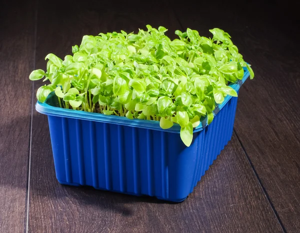 Fresh green herbs in the blue box — Stock Photo, Image