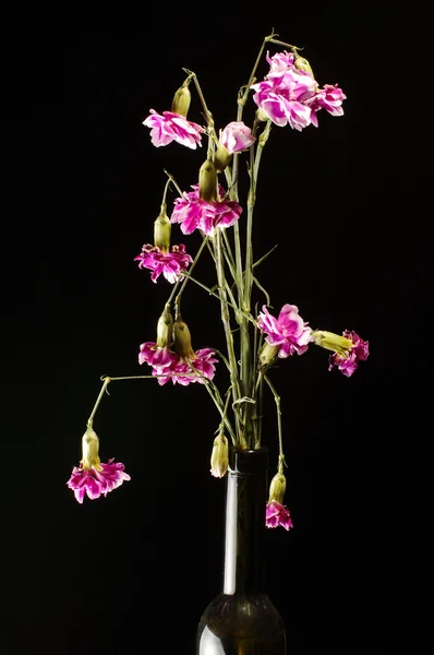 Flores de cravo murchas no fundo escuro — Fotografia de Stock
