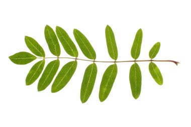 gerçek rowan yaprak izole