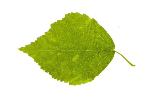 Echte berk blad met vlekken geïsoleerd — Stockfoto