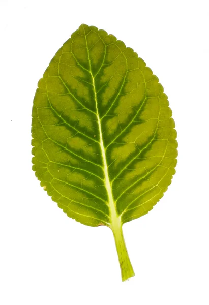 Real flower leaf isolated — Stock Photo, Image